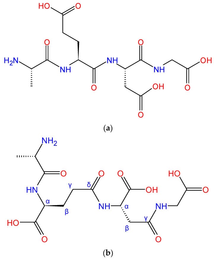 Chemical formula of Epitalon proposed by most authors (a) and rarely mentioned "double-gamma bonded" structure (b).