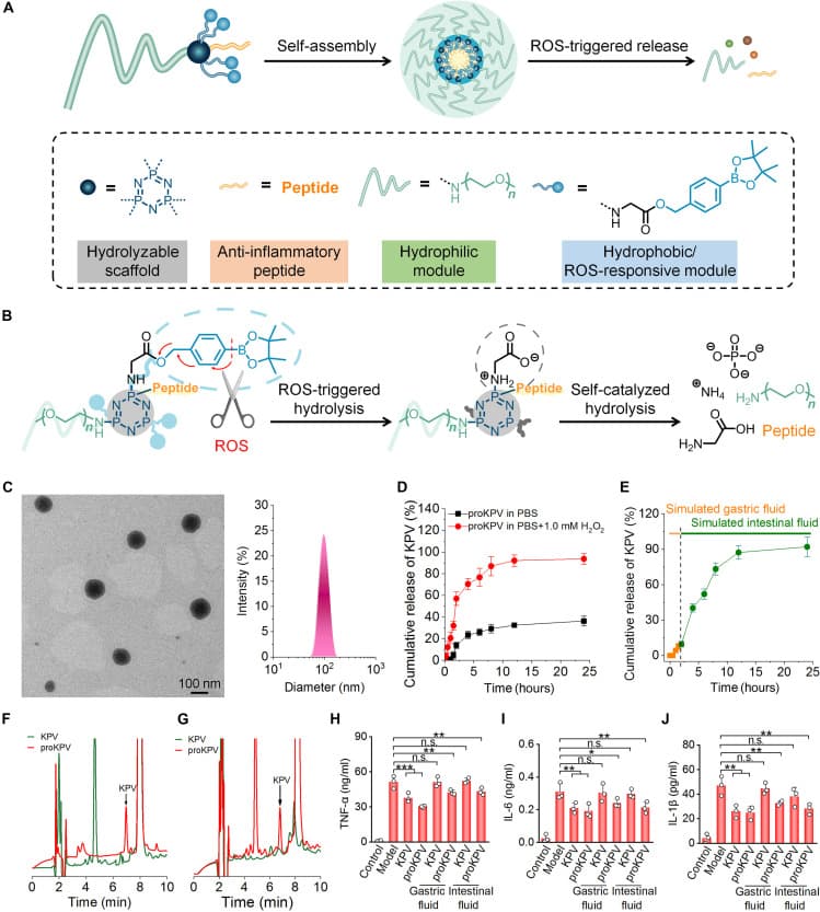 Design strategies for inflammation-responsive, self-immolative peptide prodrugs and characterization of a peptide KPV prodrug conjugate.
